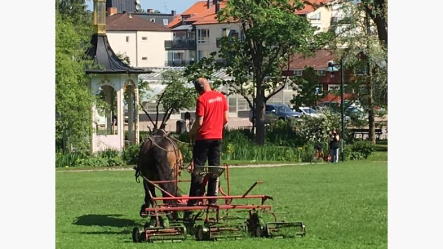 Gräsklippning med häst